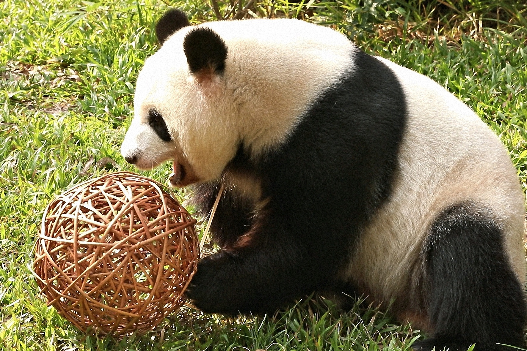 熊猫雅一玩藤球南方+仇敏业拍摄卡塔尔世界杯